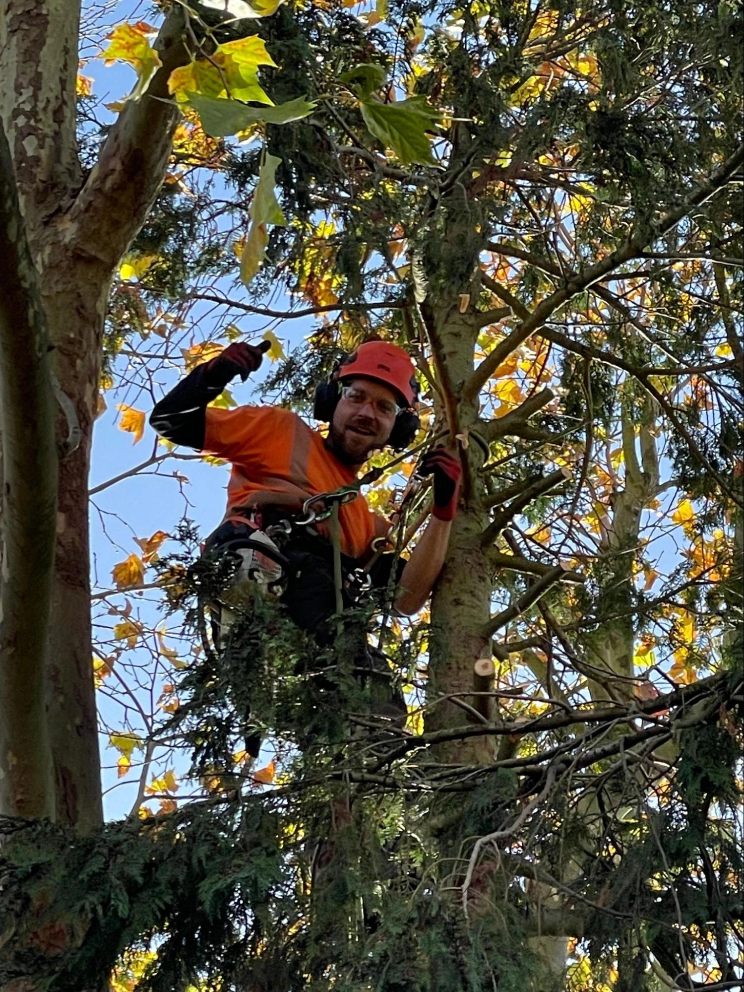 South Benfleet Tree Care Experts